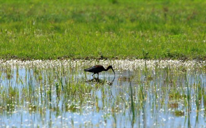 Khai mạc Hội nghị COP14 về đất ngập nước tại Trung Quốc và Thụy Sĩ ảnh 1