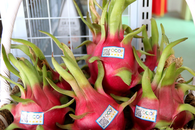 Xúc tiến xuất khẩu thanh long Việt Nam sang thị trường Ấn Độ ảnh 2