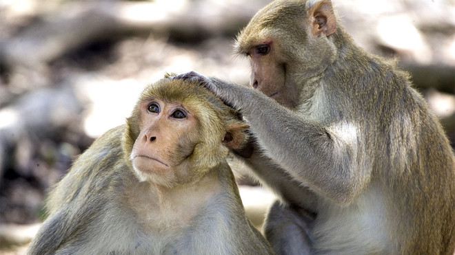 Hy vọng mới cho vắcxin ngừa virus SARS-CoV-2 đến từ loài khỉ ảnh 1