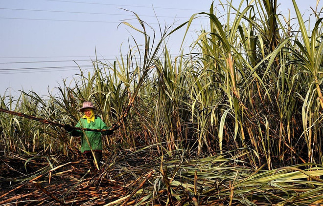Ảnh minh họa. (Nguồn: AFP) Vực dậy ngành mía đường trong nước: Khi cây mía không còn ngọt ảnh 2