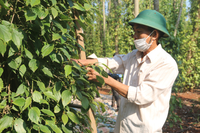 Giá bán tăng “nóng,” người trồng tiêu cần thận trọng khi tái đầu tư ảnh 2
