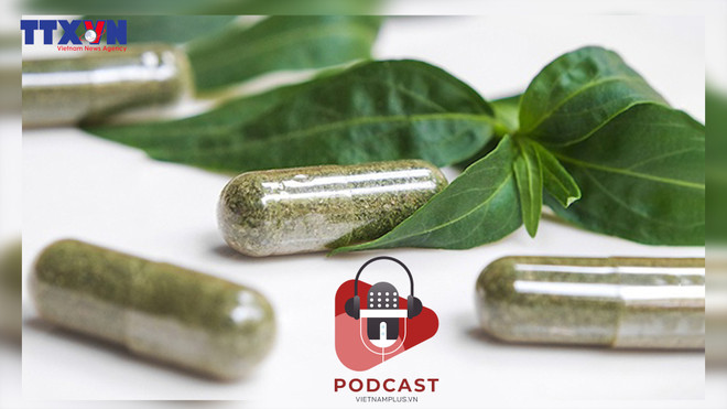 [Audio] "Thần dược" xuyên tâm liên có thực sự chữa được COVID-19? ảnh 1