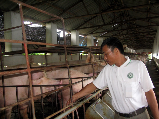 Tây Ninh cấm không cho xuất chuồng 500 con lợn có chất tạo nạc ảnh 1