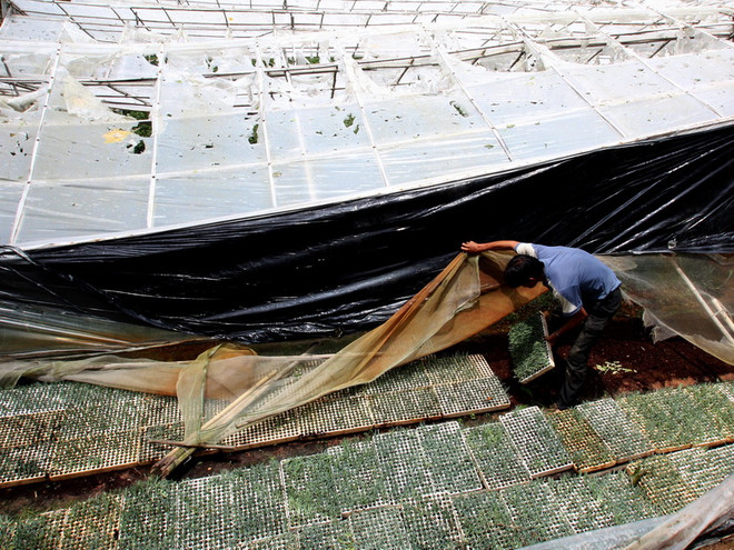 Nhà kính trồng rau của một hộ dân tại Đà Lạt bị hư hại do lốc xoáy. (Ảnh: Nguyễn Dũng/TTXVN) Đà Lạt: Mưa lốc gây thiệt hại nặng, làm một người mất tích ảnh 1