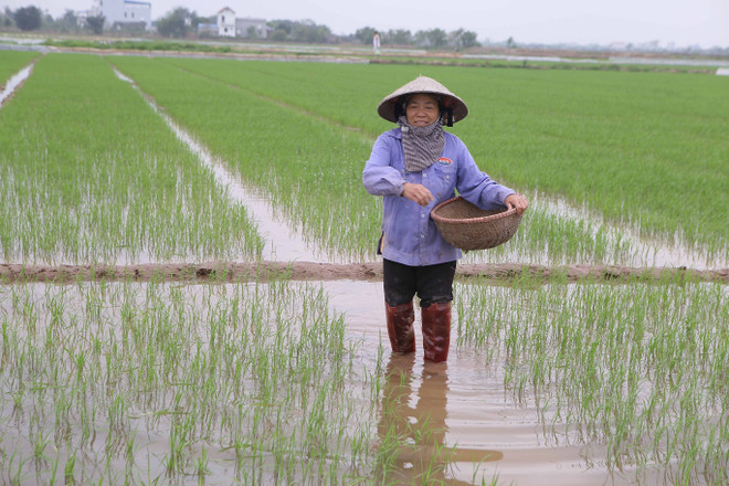 Giá phân bón trong nước rục rịch tăng theo thị trường thế giới ảnh 4