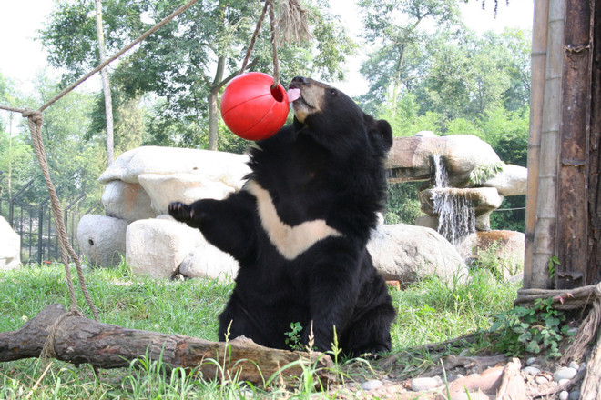 Vietnam Airlines và Animals Asia tặng quà bất ngờ dịp Trung Thu ảnh 6