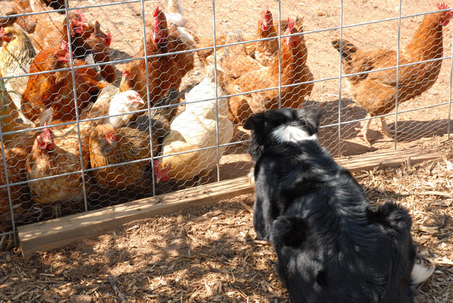 Hàn Quốc xác nhận cúm gia cầm trên chó nuôi trong vùng dịch ảnh 1