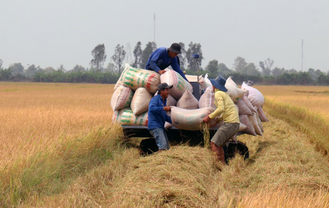 Nông dân vẫn xuống giống sớm vụ Hè Thu trong tình hình khô hạn ảnh 2