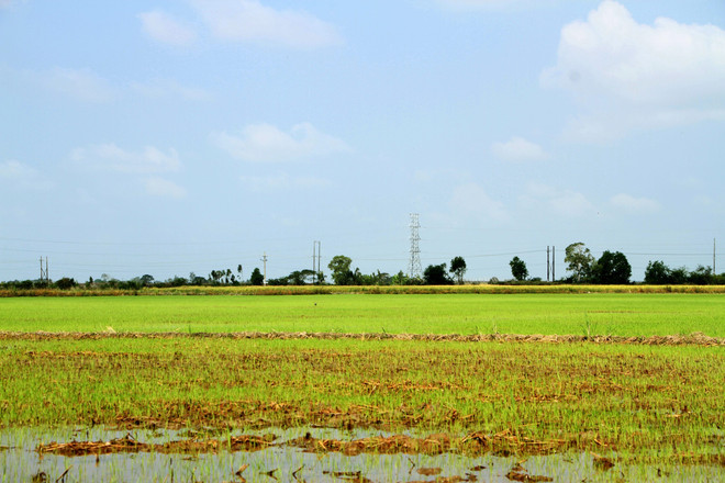 Nông dân vẫn xuống giống sớm vụ Hè Thu trong tình hình khô hạn ảnh 1