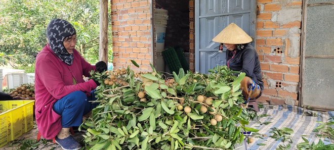 Bà Rịa-Vũng Tàu phát triển cây nhãn đặc sản, giúp xóa đói giảm nghèo ảnh 3