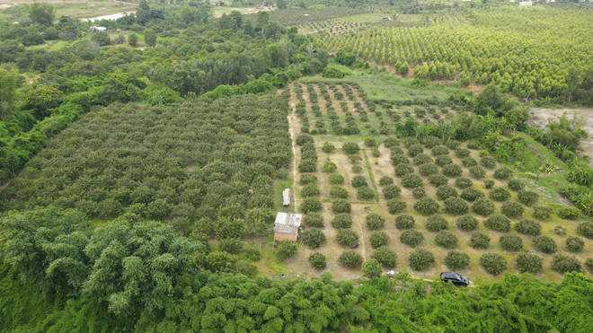 Bà Rịa-Vũng Tàu phát triển cây nhãn đặc sản, giúp xóa đói giảm nghèo ảnh 1