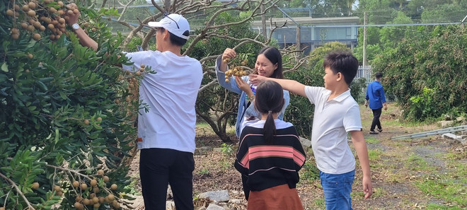 Bà Rịa-Vũng Tàu phát triển cây nhãn đặc sản, giúp xóa đói giảm nghèo ảnh 4