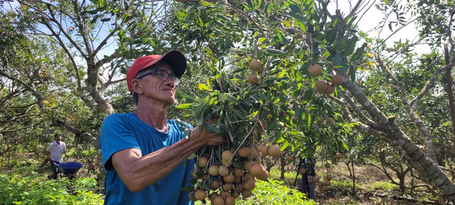 Bà Rịa-Vũng Tàu phát triển cây nhãn đặc sản, giúp xóa đói giảm nghèo ảnh 2