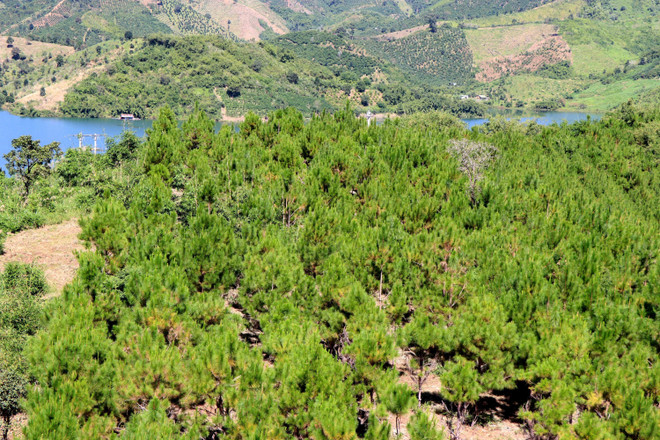 Quản lý bền vững rừng phòng hộ: Thực trạng khó khăn, còn nhiều bất cập ảnh 1