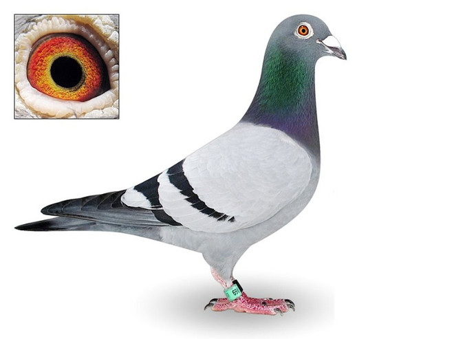 Treo thưởng 10.000 euro cho người tìm lại con bồ câu mất tích ảnh 1