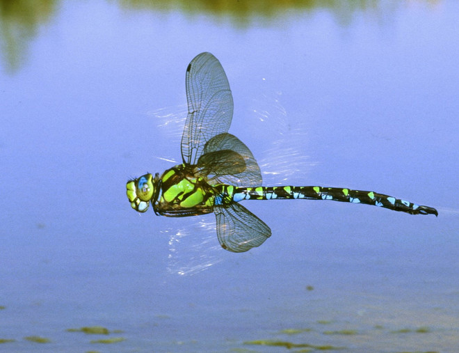 Báo động nguy cơ chuồn chuồn tuyệt chủng do môi trường sống bị đe dọa ảnh 1