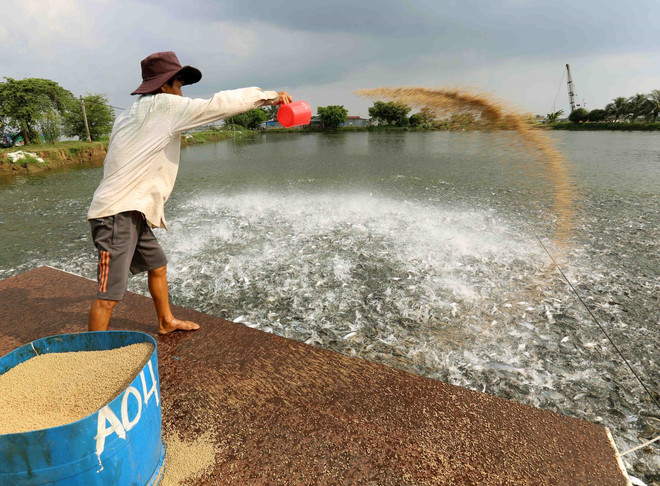Ảnh minh họa. (Nguồn: TTXVN) Nông dân nếm "trái đắng" do đua nhau nuôi cá tra giống tự phát ảnh 1
