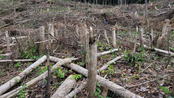 Gia Lai: Phát hiện gần 5 ha rừng tự nhiên bị tàn phá trái phép ảnh 2