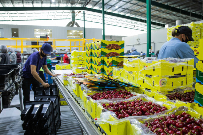 Xuất khẩu nông sản của Australia ảnh hưởng nặng nề do căng thẳng với Trung Quốc. (Ảnh: THX/TTXVN) Kinh tế Australia vượt qua năm bất ổn nhất trong gần một thế kỷ ảnh 2