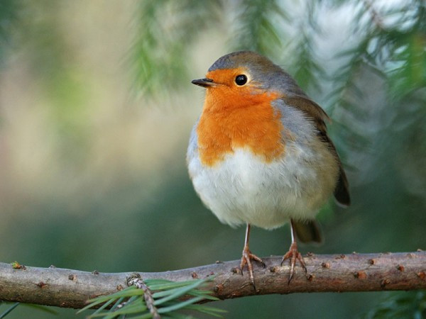 Sóng điện từ làm mất khả năng định hướng của chim di cư ảnh 1