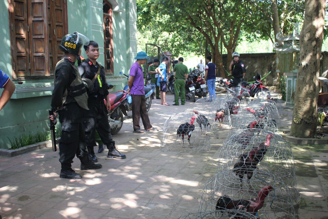 Hòa Bình: Bắt giữ 66 đối tượng tổ chức đá gà ăn tiền quy mô lớn ảnh 1