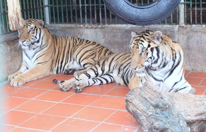 Nghệ An: Thông tin chính thức về các cá thể hổ bị công an thu giữ ảnh 1