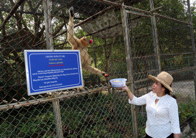 Phạt 10 triệu đồng đối tượng nuôi nhốt cá thể khỉ đuôi dài trái phép ảnh 1