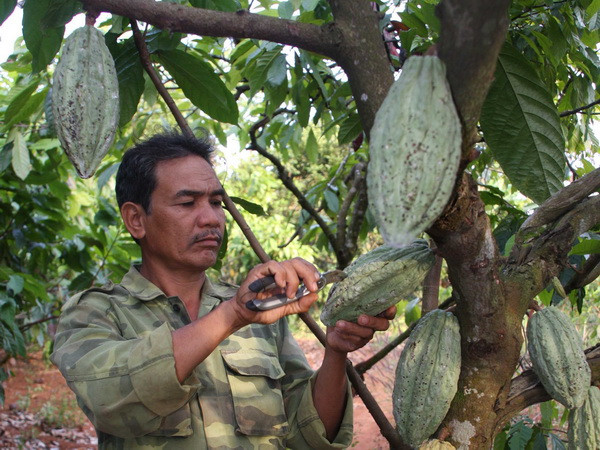 Đắk Lắk khó đạt mục tiêu 6.000 ha cacao vào năm 2015 ảnh 1
