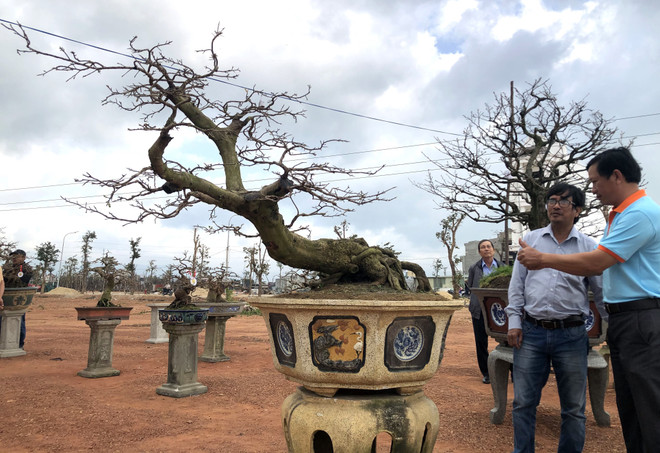 Bình Định: Quảng bá giá trị nghệ thuật của cây mai vàng ảnh 1
