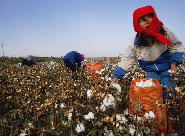 Giá bông tăng lên mức cao nhất trong hai tuần qua ảnh 1