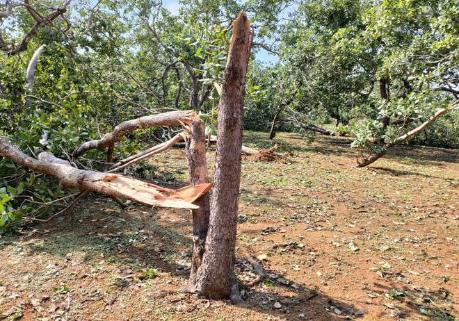 Mưa đá kèm lốc xoáy gây nhiều thiệt hại tại tỉnh Bình Phước ảnh 1