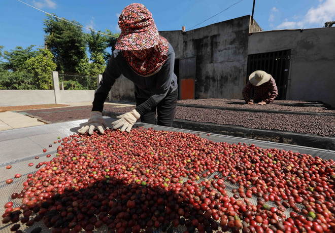 ttxvn-thu-hoach-ca-phe-3-4401.jpg