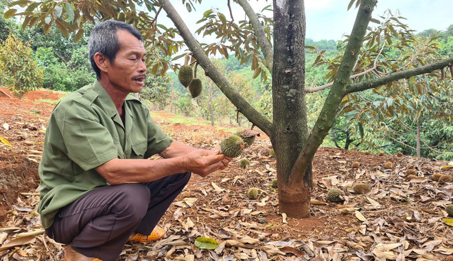 Gia Lai nguy cơ mất trắng vụ sầu riêng do thời tiết bất thường ảnh 1