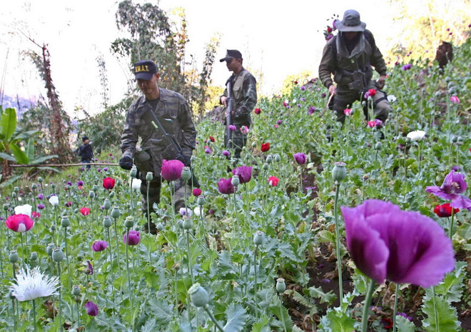Myanmar, Thái Lan hợp tác tăng cường kiểm soát ma túy ảnh 1
