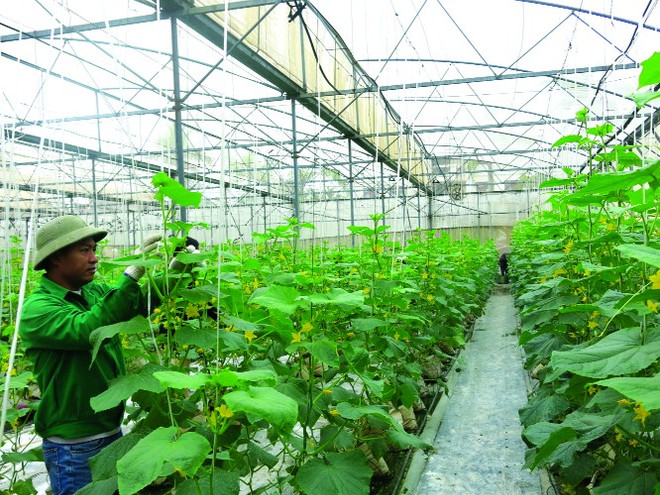 Hải Phòng thúc đẩy phát triển mô hình sản xuất nông nghiệp an toàn ảnh 1