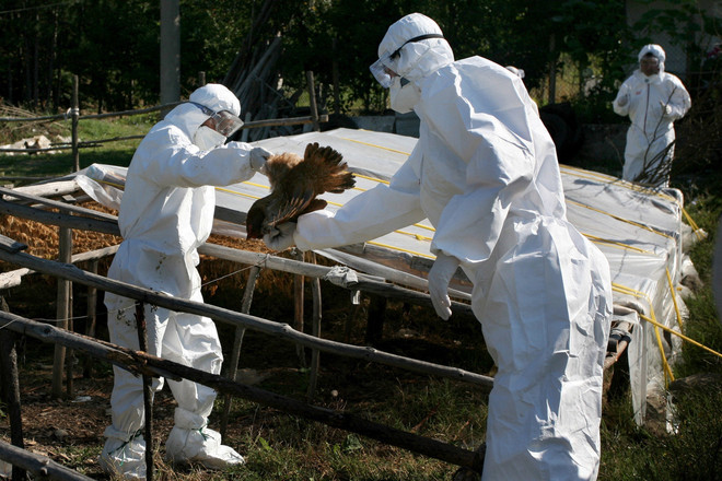 Anh phát hiện ca đầu tiên nhiễm cúm gia cầm ở người ảnh 1