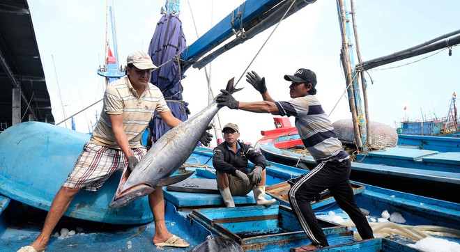 Ngư dân Khánh Hoà thu hoạch cá ngừ đại dương tại cảng Hòn Rớ (thành phố Nha Trang). (Ảnh: Nguyễn Dũng/TTXVN) Thủ tướng chỉ đạo về vấn đề điện mặt trời, thủy sản và chống hạn mặn ảnh 1
