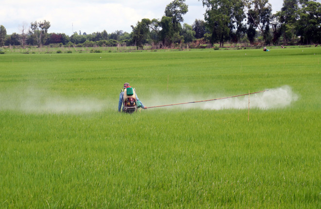 Nông dân phun xịt thuốc trừ sâu bệnh cho lúa vụ Thu Đông ở xã Mỹ Phước, huyện Hòn Đất (Kiên Giang). (Ảnh: Lê Huy Hải/TTXVN) Khuyến cáo về thời gian kết thúc xuống giống lúa vụ Thu Đông ảnh 1