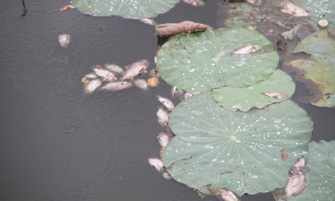 Công bố nguyên nhân cá chết hàng loạt tại hồ sinh thái Bàu Sen ảnh 1