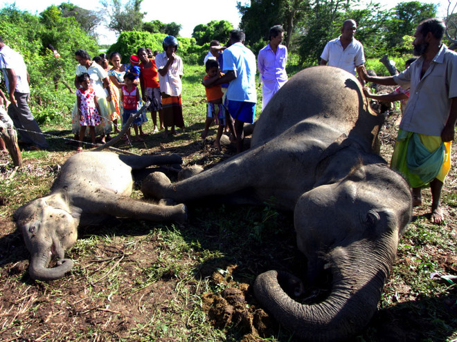 Dân làng đứng xung quanh xác hai con voi bị chết do vướng hàng rào điện ở Hambantota. (Nguồn: The Guardian) sri lanka nguoi voi 3.jpg