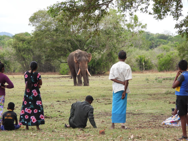 Xung đột giữa con người với loài voi tại Sri Lanka ngày càng căng thẳng. (Nguồn: The Guardian) sri lanka nguoi voi 2.jpg