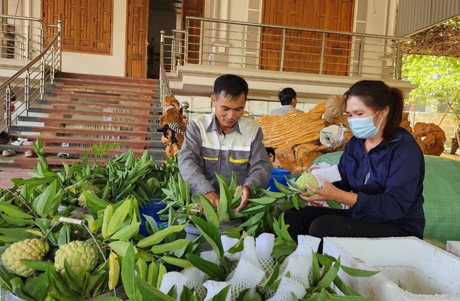 Sơn La nâng tầm thương hiệu cây trồng chủ lực na Mai Sơn ảnh 1