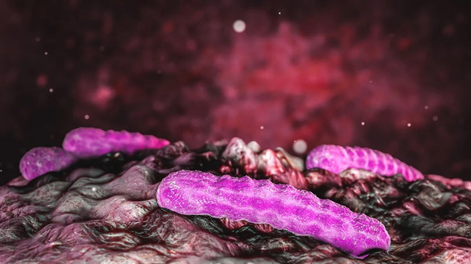 Vi khuẩn đường ruột có thể làm giảm lượng nicotine trong cơ thể ảnh 1