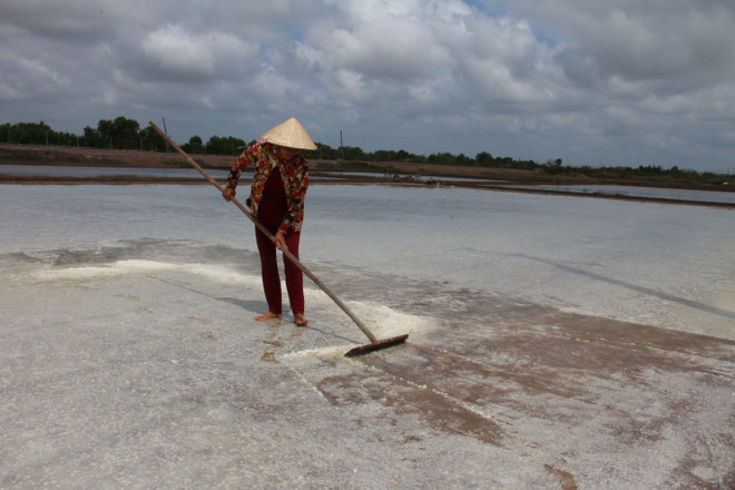 Thời tiết bất thường, muối rớt giá, diêm dân Bến Tre gặp khó khăn ảnh 2
