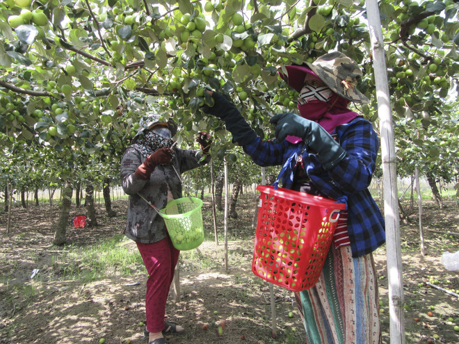 Táo được giá cao, nông dân Ninh Thuận phấn khởi thu hoạch ảnh 1