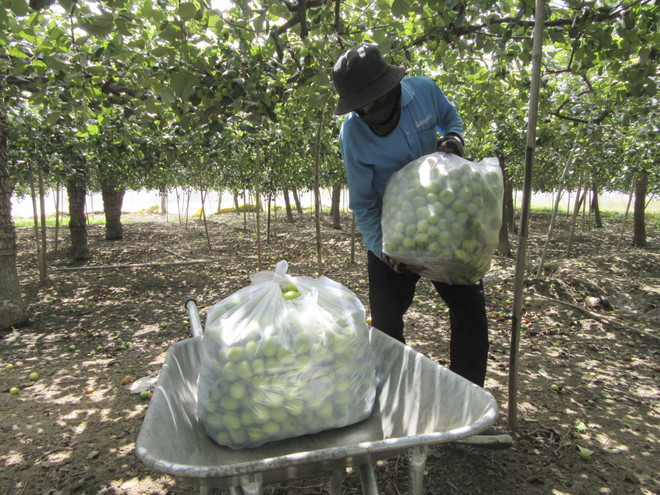Táo được giá cao, nông dân Ninh Thuận phấn khởi thu hoạch ảnh 2