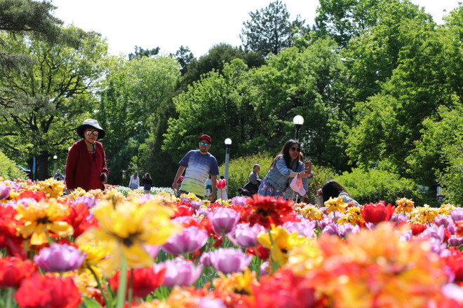 Lễ hội hoa tulip Canada - Biểu tượng của hữu nghị và hòa bình quốc tế ảnh 2