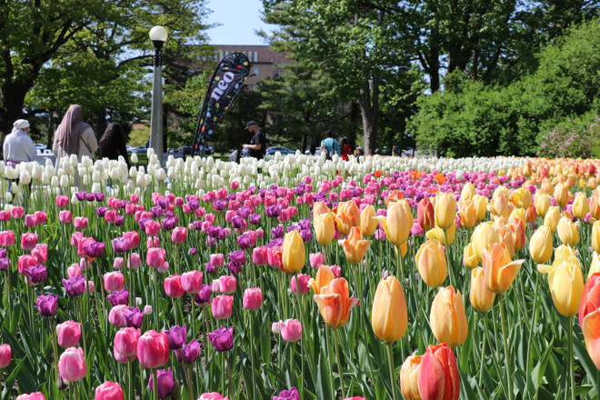 Lễ hội hoa tulip Canada - Biểu tượng của hữu nghị và hòa bình quốc tế ảnh 3
