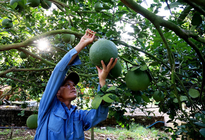 Thu hoạch bưởi da xanh trong trang trại của ông Hồ Hoàng Kha, xã Sông Xoài, thị xã Phú Mỹ. (Ảnh: Hồng Đạt/TTXVN) Bộ Nông nghiệp: Sẽ quản lý mã số vùng trồng bài bản, chuyên nghiệp ảnh 2