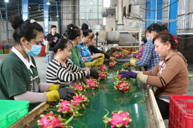 Công nhân tuyển lựa trái thanh long xuất khẩu. (Ảnh: Thanh Bình/TTXVN) Bộ Nông nghiệp: Sẽ quản lý mã số vùng trồng bài bản, chuyên nghiệp ảnh 3